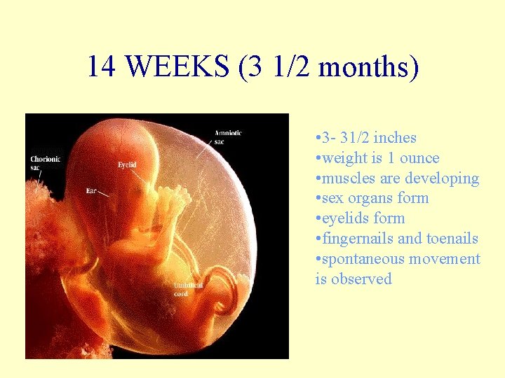 14 WEEKS (3 1/2 months) • 3 - 31/2 inches • weight is 1