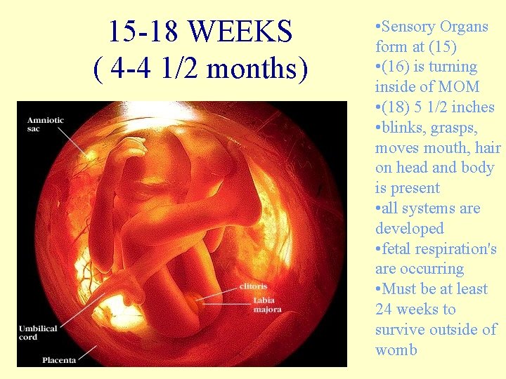 15 -18 WEEKS ( 4 -4 1/2 months) • Sensory Organs form at (15)