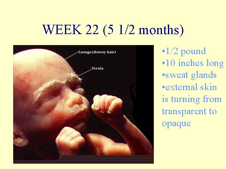 WEEK 22 (5 1/2 months) • 1/2 pound • 10 inches long • sweat