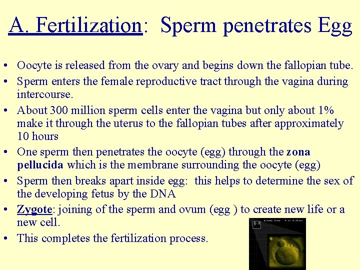 A. Fertilization: Sperm penetrates Egg • Oocyte is released from the ovary and begins