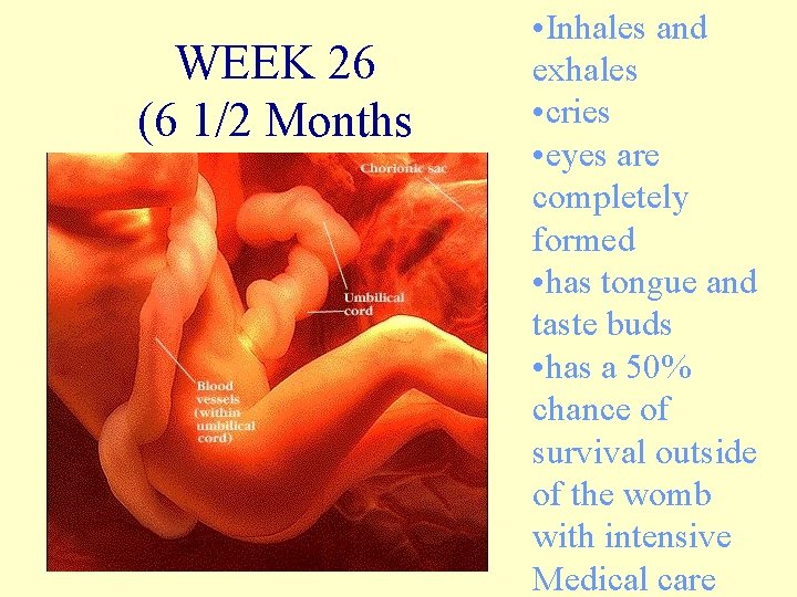 WEEK 26 (6 1/2 Months • Inhales and exhales • cries • eyes are