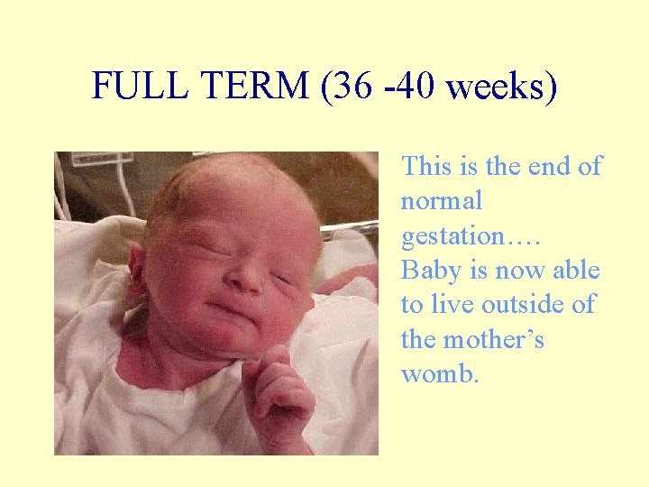 FULL TERM (36 -40 weeks) This is the end of normal gestation…. Baby is