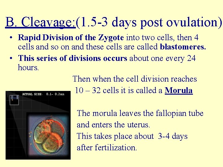 B. Cleavage: (1. 5 -3 days post ovulation) • Rapid Division of the Zygote