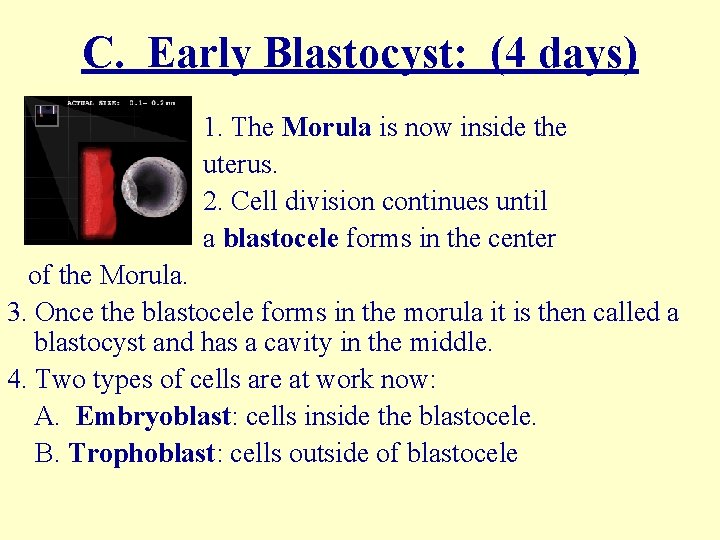 C. Early Blastocyst: (4 days) 1. The Morula is now inside the uterus. 2.