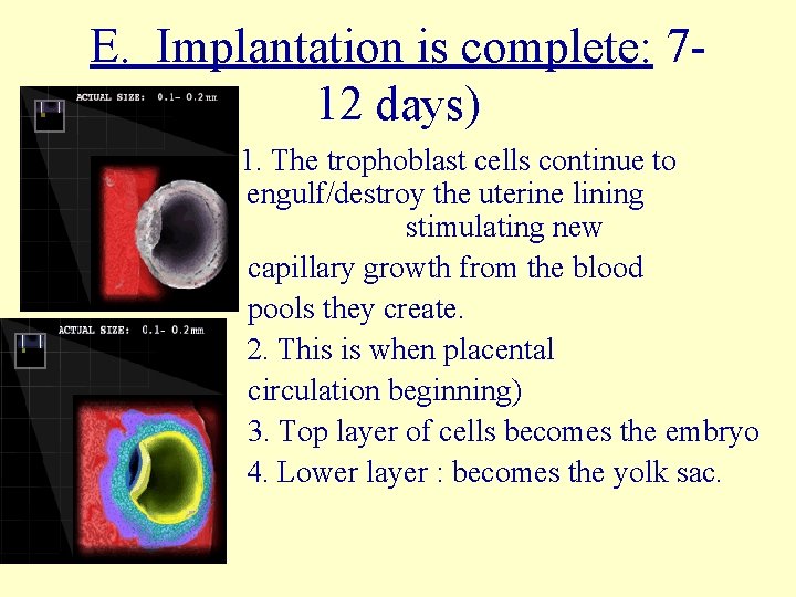 E. Implantation is complete: 712 days) 1. The trophoblast cells continue to engulf/destroy the