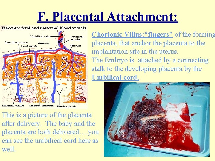 F. Placental Attachment: Chorionic Villus: “fingers” of the forming placenta, that anchor the placenta