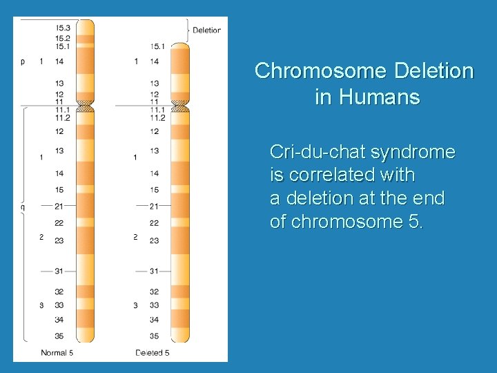 Chromosome Deletion in Humans Cri-du-chat syndrome is correlated with a deletion at the end