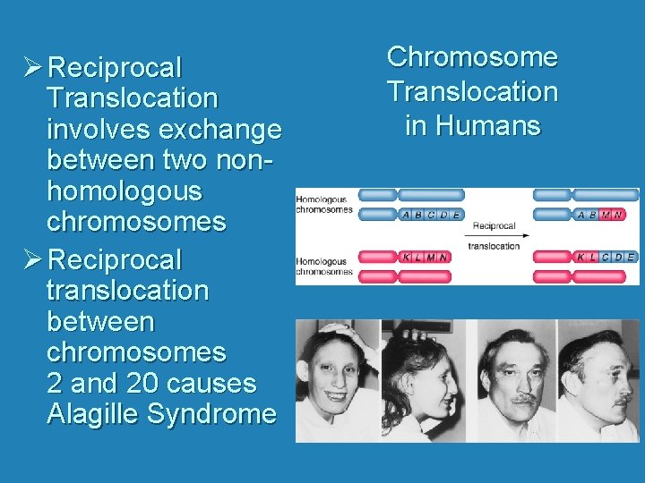 Ø Reciprocal Translocation involves exchange between two nonhomologous chromosomes Ø Reciprocal translocation between chromosomes