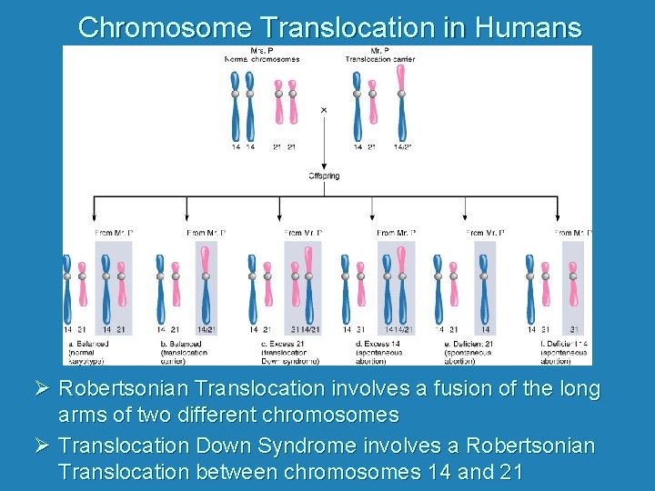 Chromosome Translocation in Humans Ø Robertsonian Translocation involves a fusion of the long arms