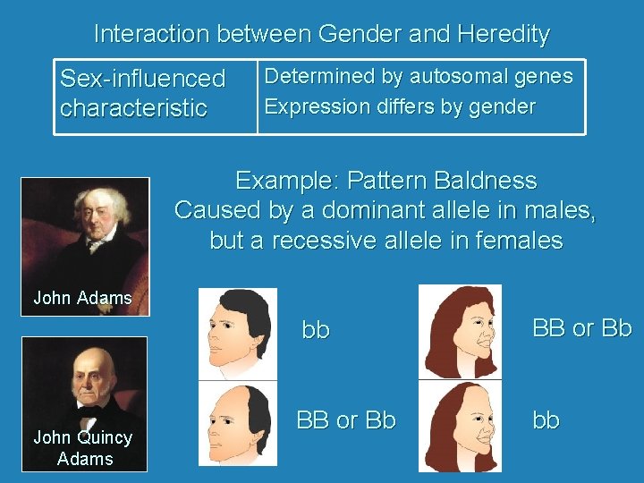 Interaction between Gender and Heredity Sex-influenced characteristic Determined by autosomal genes Expression differs by