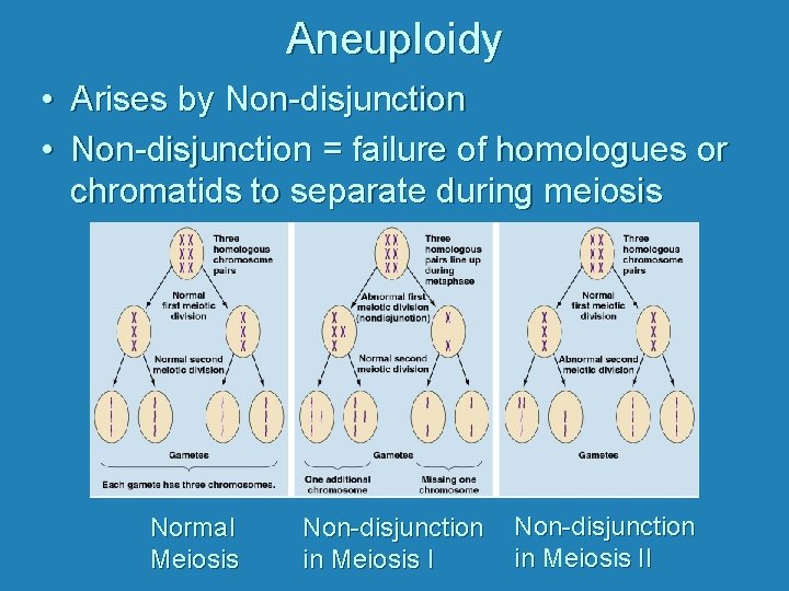 Aneuploidy • Arises by Non-disjunction • Non-disjunction = failure of homologues or chromatids to