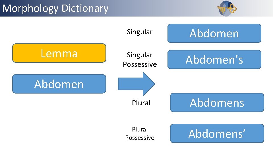 Morphology Dictionary Outline Lemma Singular Abdomen Singular Possessive Abdomen’s Abdomen Plural Abdomens Plural Possessive