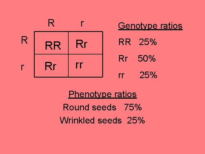 R r RR Rr Rr rr Genotype ratios RR 25% Rr 50% rr 25%