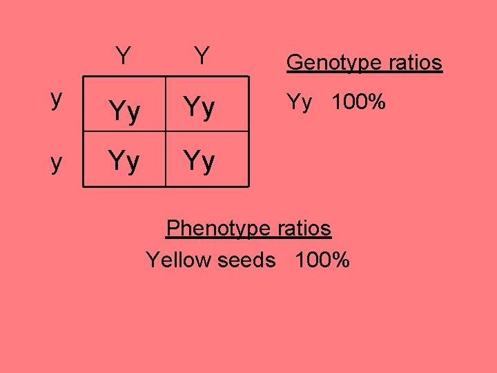 y y Y Y Yy Yy Genotype ratios Yy 100% Phenotype ratios Yellow seeds