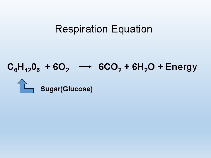 Respiration Equation C 6 H 1206 + 6 O 2 Sugar(Glucose) 6 CO 2