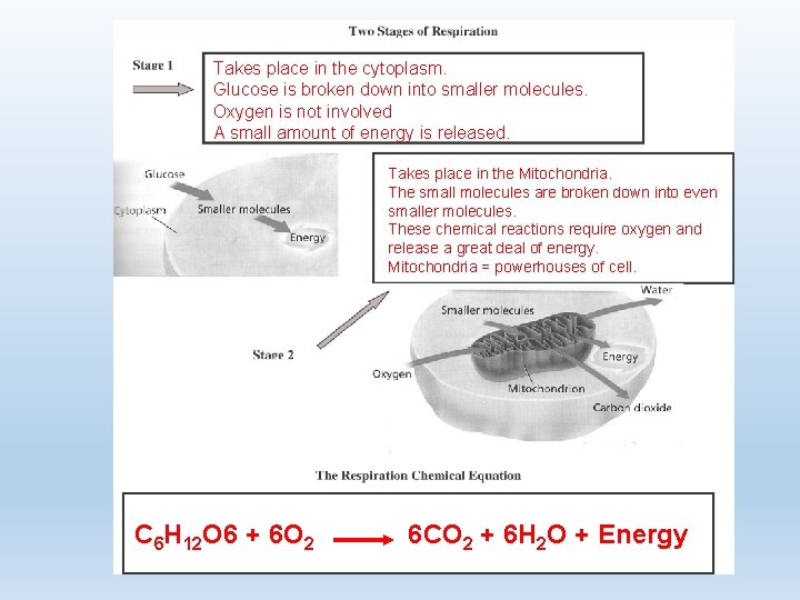 Takes place in the cytoplasm. Glucose is broken down into smaller molecules. Oxygen is