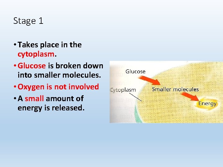 Stage 1 • Takes place in the cytoplasm. • Glucose is broken down into