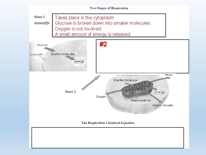 Takes place in the cytoplasm. Glucose is broken down into smaller molecules. Oxygen is