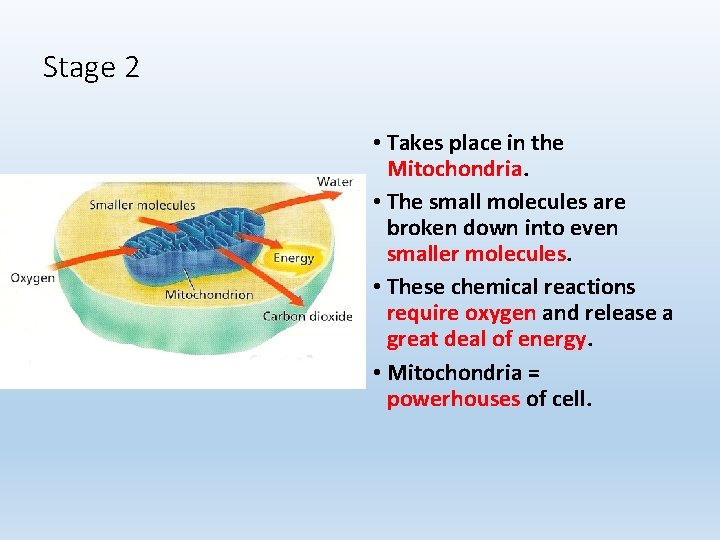 Stage 2 • Takes place in the Mitochondria. • The small molecules are broken