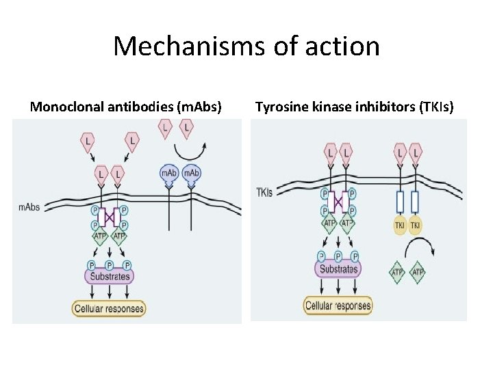 Mechanisms of action Monoclonal antibodies (m. Abs) Tyrosine kinase inhibitors (TKIs) 