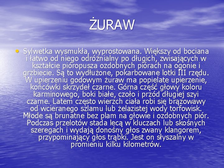 ŻURAW • Sylwetka wysmukła, wyprostowana. Większy od bociana i łatwo od niego odróżnialny po