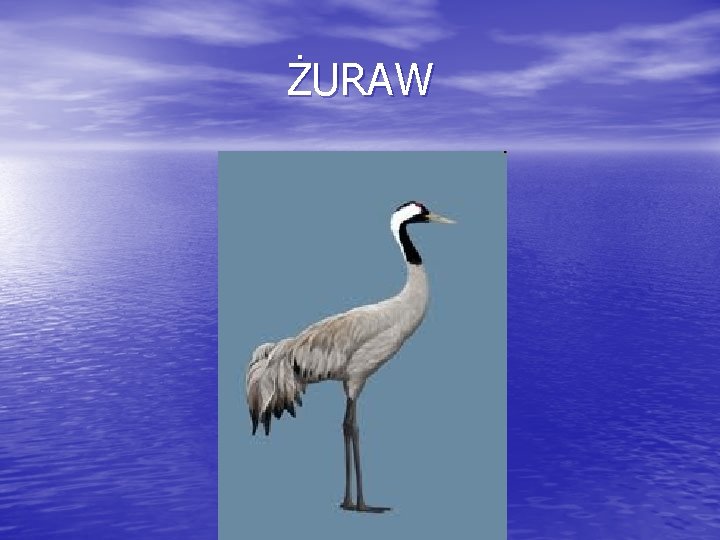 ŻURAW 