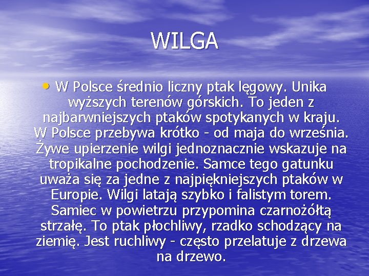 WILGA • W Polsce średnio liczny ptak lęgowy. Unika wyższych terenów górskich. To jeden