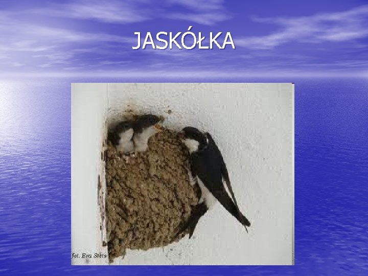 JASKÓŁKA 