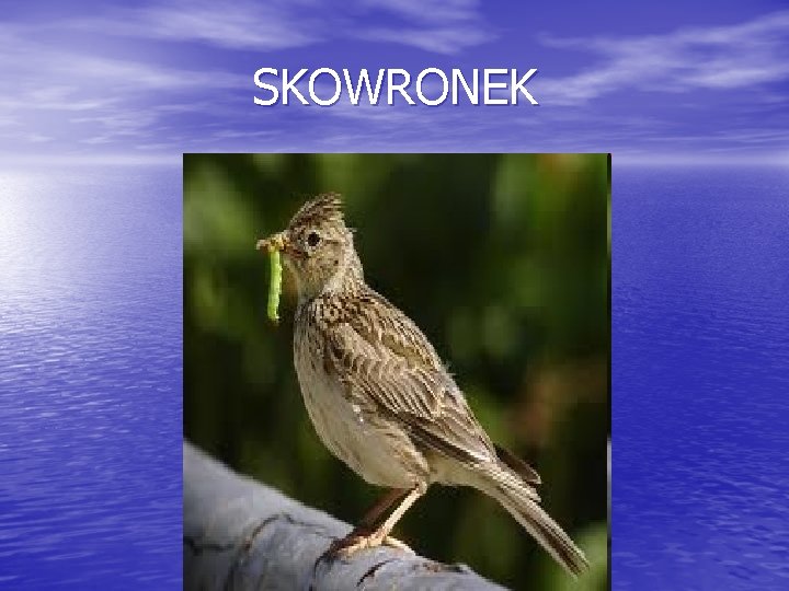 SKOWRONEK 