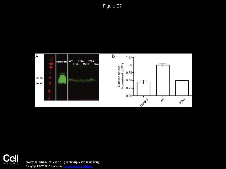 Figure S 7 Cell 2017 16996 -107. e 12 DOI: (10. 1016/j. cell. 2017.