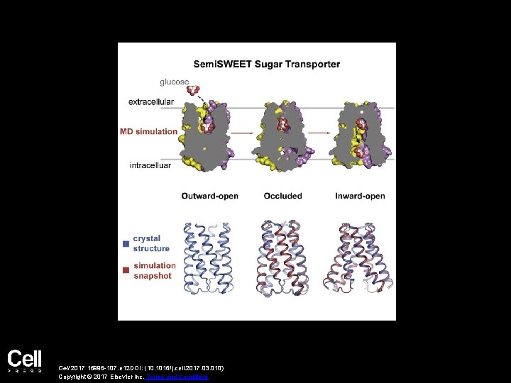 Cell 2017 16996 -107. e 12 DOI: (10. 1016/j. cell. 2017. 03. 010) Copyright