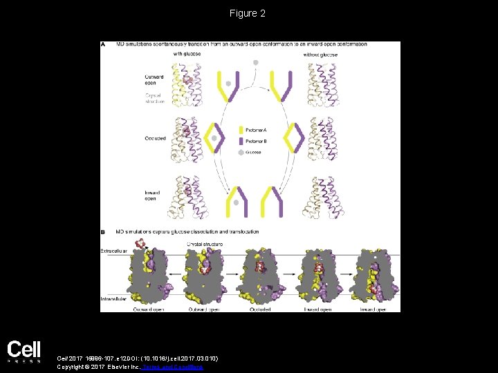 Figure 2 Cell 2017 16996 -107. e 12 DOI: (10. 1016/j. cell. 2017. 03.