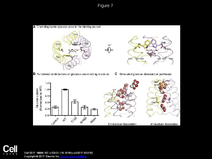 Figure 7 Cell 2017 16996 -107. e 12 DOI: (10. 1016/j. cell. 2017. 03.