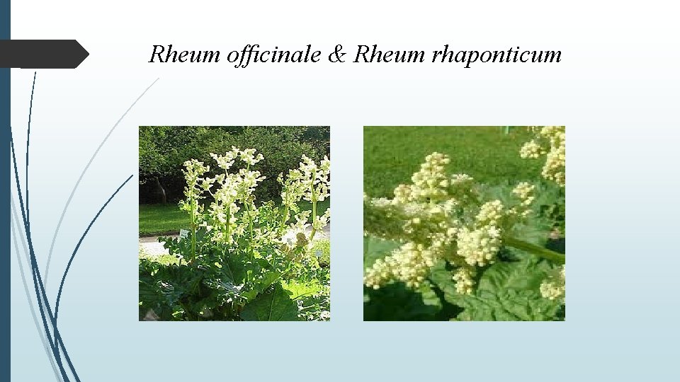 Rheum ofﬁcinale & Rheum rhaponticum 