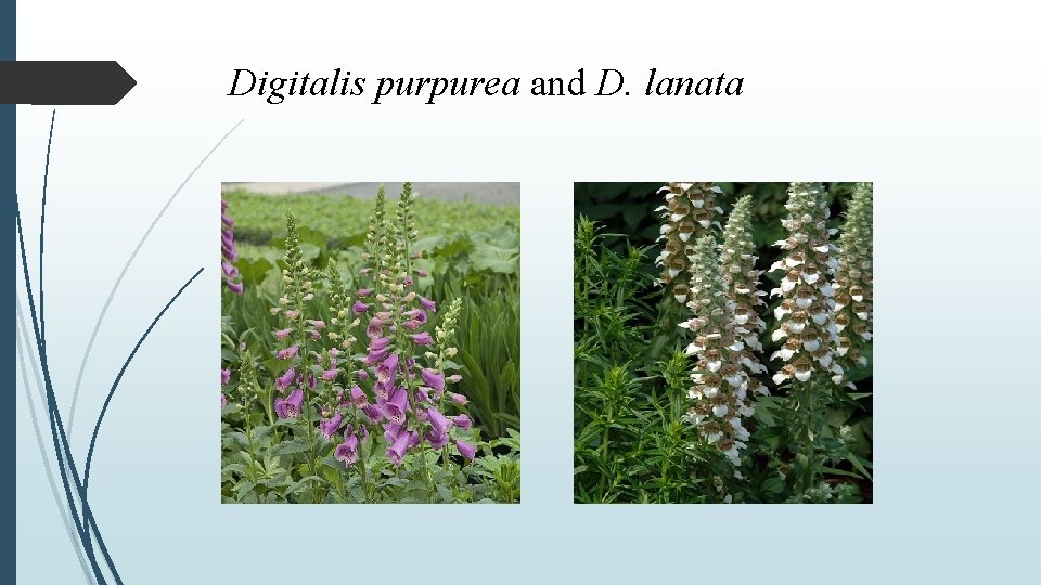 Digitalis purpurea and D. lanata 