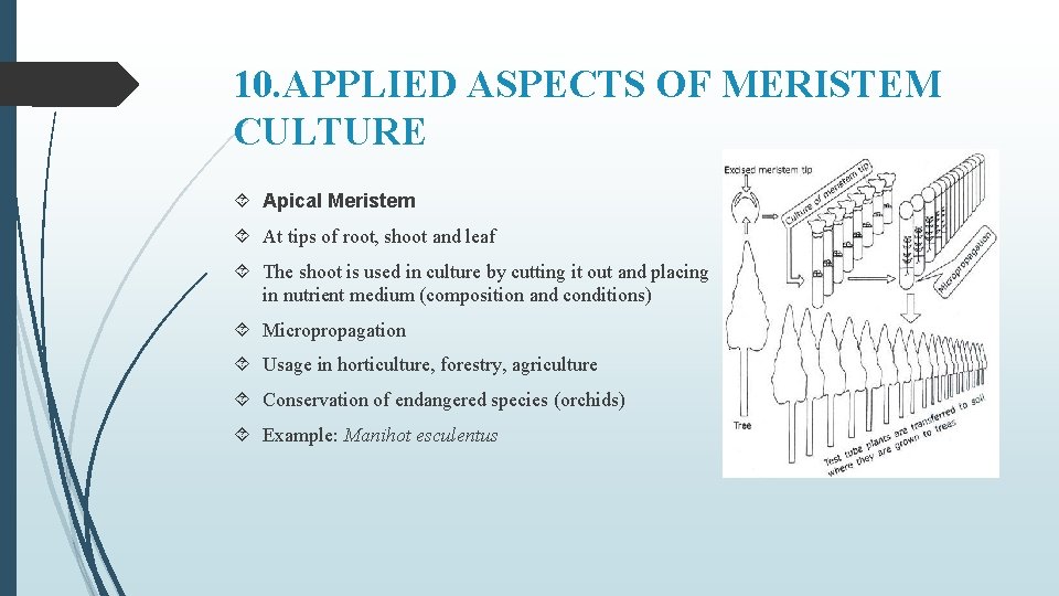 10. APPLIED ASPECTS OF MERISTEM CULTURE Apical Meristem At tips of root, shoot and