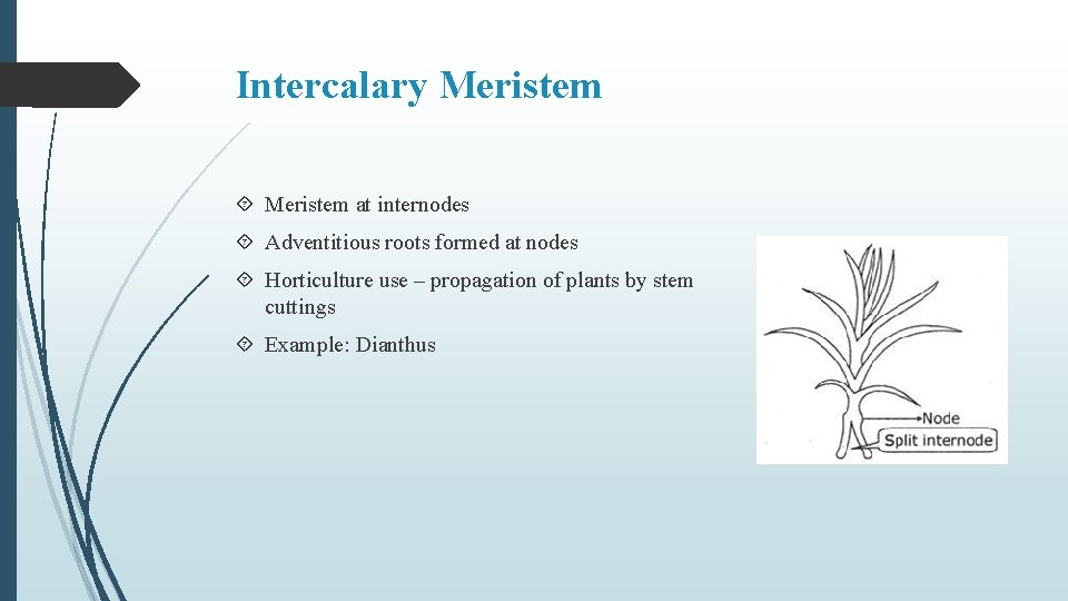 Intercalary Meristem at internodes Adventitious roots formed at nodes Horticulture use – propagation of