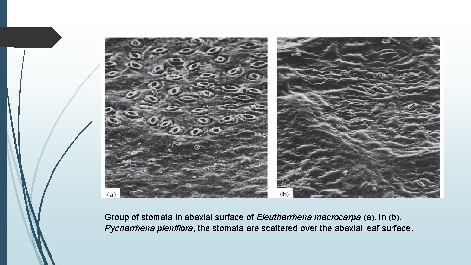 Group of stomata in abaxial surface of Eleutharrhena macrocarpa (a). In (b), Pycnarrhena pleniﬂora,