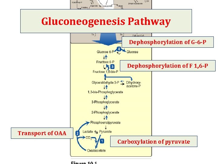 Gluconeogenesis Pathway Dephosphorylation of G-6 -P Dephosphorylation of F 1, 6 -P Transport of