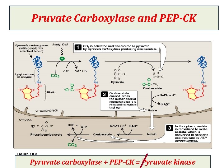 Pruvate Carboxylase and PEP-CK Pyruvate carboxylase + PEP-CK = Pyruvate kinase 