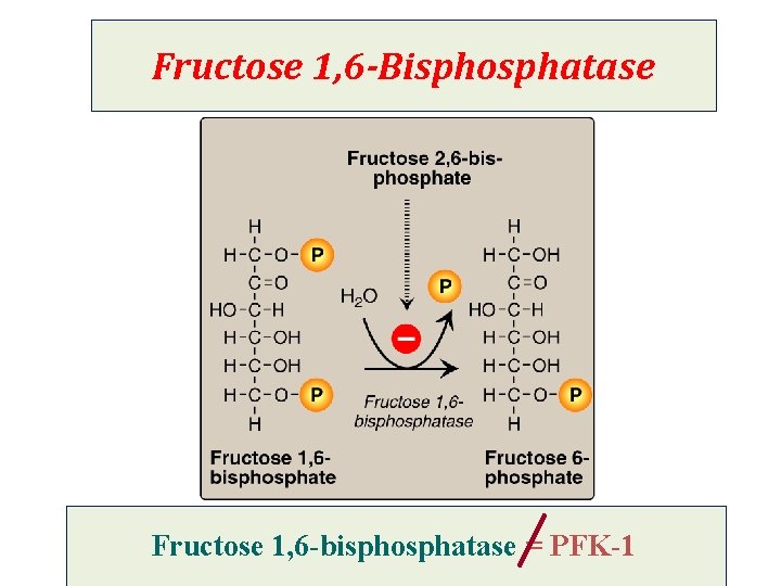 Fructose 1, 6 -Bisphosphatase Fructose 1, 6 -bisphosphatase = PFK-1 