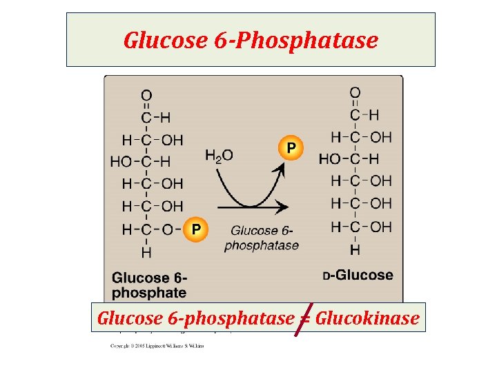 Glucose 6 -Phosphatase Glucose 6 -phosphatase = Glucokinase 