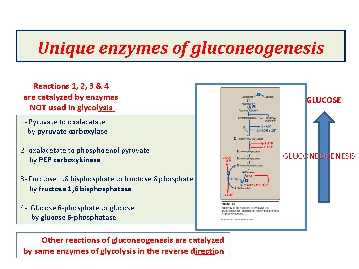 Unique enzymes of gluconeogenesis Reactions 1, 2, 3 & 4 are catalyzed by enzymes