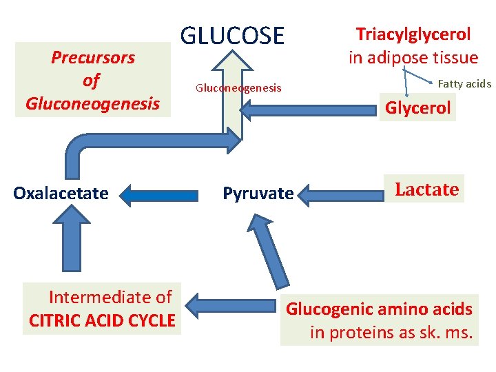 Introduction of Glucose Metabolism Lecture4 GLUCONEOGENESIS