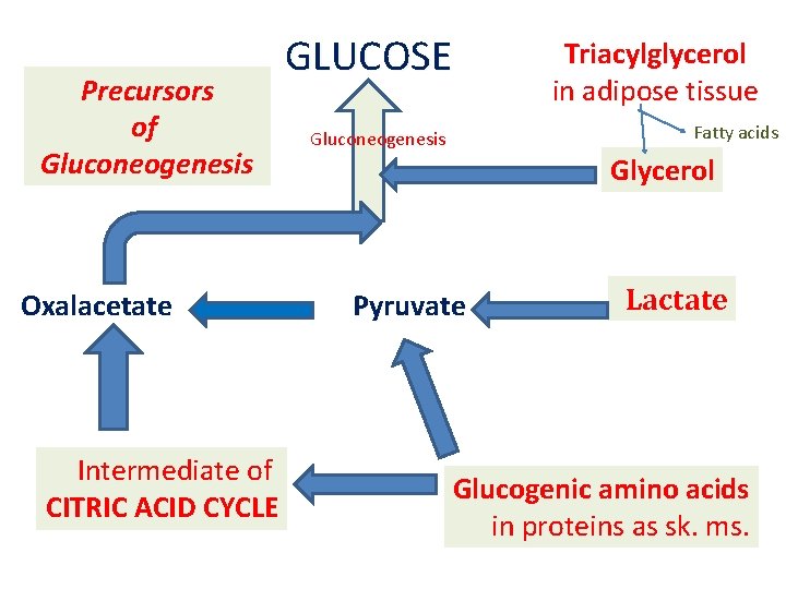Precursors of Gluconeogenesis Oxalacetate Intermediate of CITRIC ACID CYCLE GLUCOSE Triacylglycerol in adipose tissue