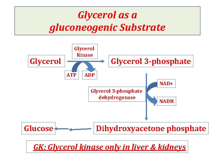 Glycerol as a gluconeogenic Substrate Glycerol Kinase ATP Glycerol 3 -phosphate ADP NAD+ Glycerol