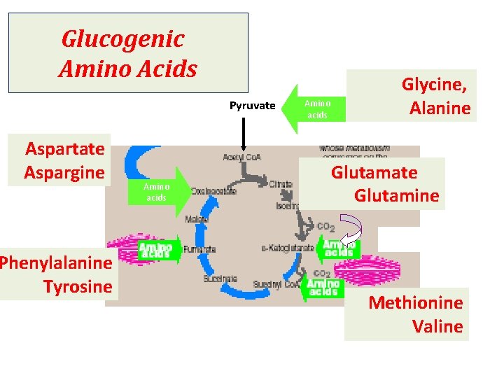 Glucogenic Amino Acids Pyruvate Aspartate Aspargine Phenylalanine Tyrosine Amino acids Glycine, Alanine Glutamate Glutamine
