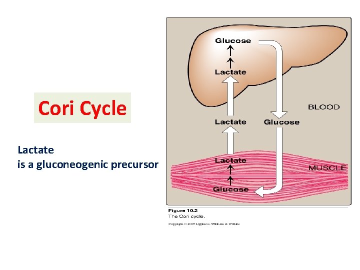 Cori Cycle Lactate is a gluconeogenic precursor 