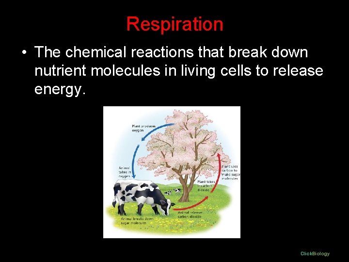 Respiration • The chemical reactions that break down nutrient molecules in living cells to Respiration • The chemical reactions that break down nutrient molecules in living cells to