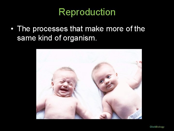 Reproduction • The processes that make more of the same kind of organism. Click. Reproduction • The processes that make more of the same kind of organism. Click.